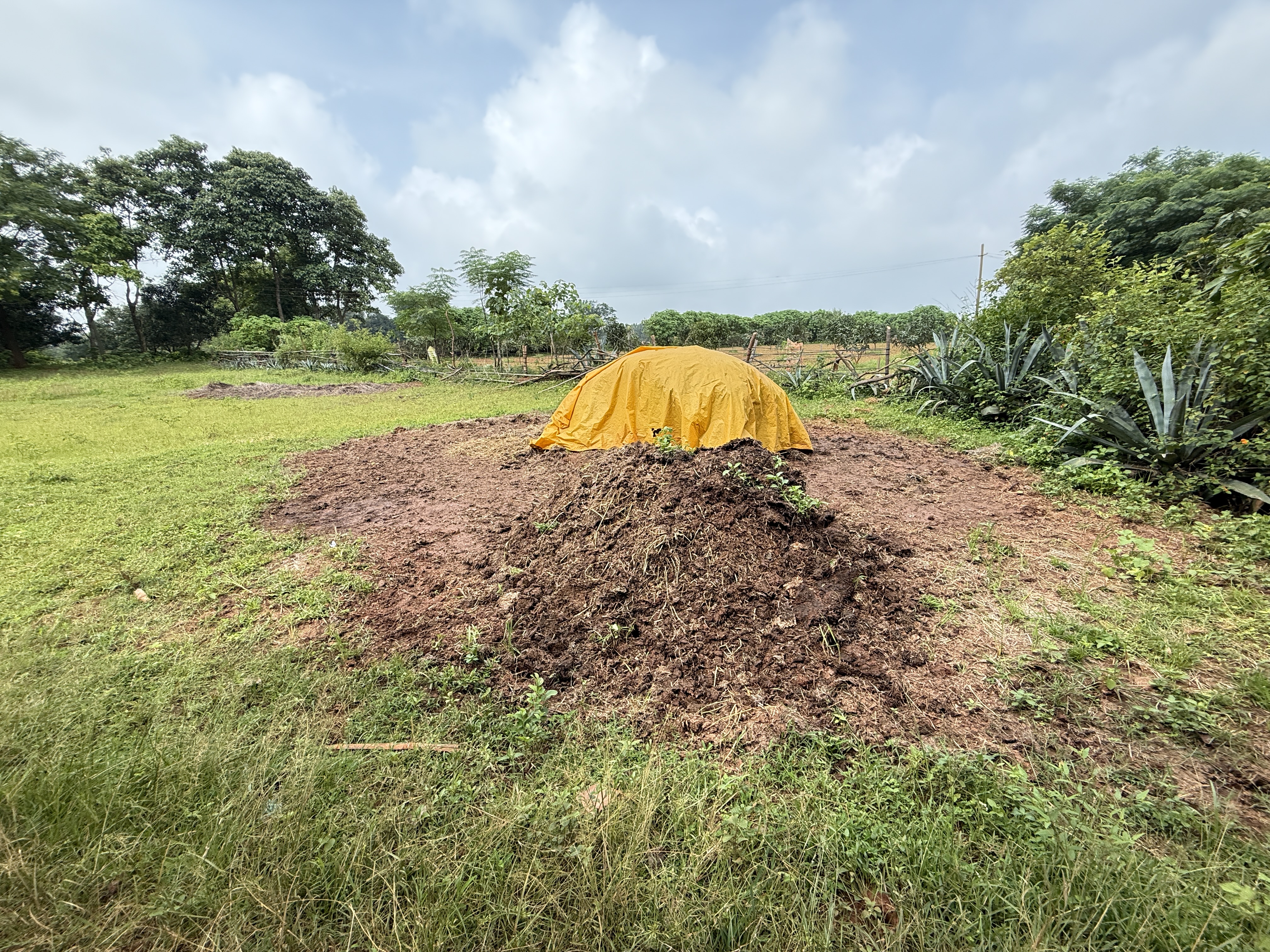 Biochar Pile